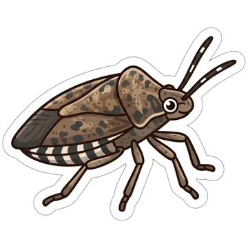 Brown marmorated stink bug