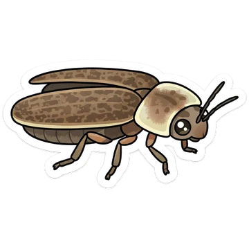 Common glow-worm