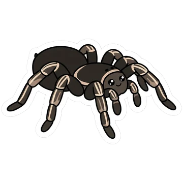 Sticker of Costa Rican zebra tarantula