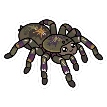 Sticker of Fringed ornamental tarantula