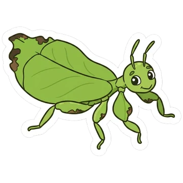 Sticker of Gray's leaf insect