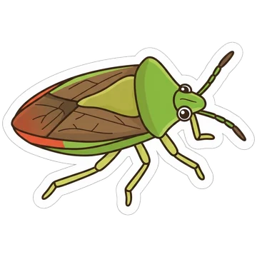 Sticker of Hawthorn shield bug