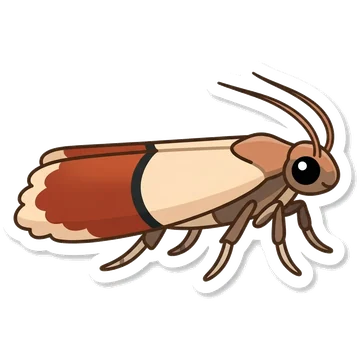 Sticker of Indian meal moth
