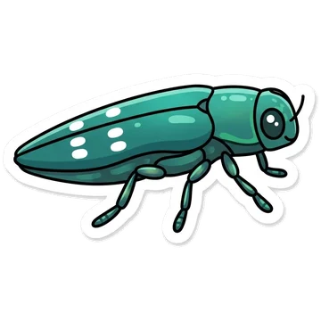 Sticker of Oak splendour beetle