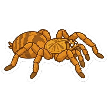 Sticker of Orange baboon tarantula