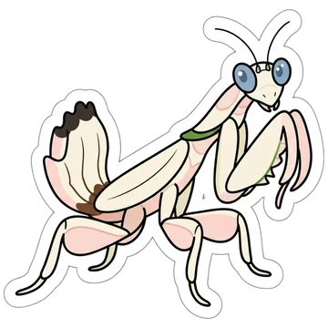 Orchid mantis