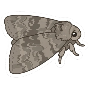 Sticker of Red underwing
