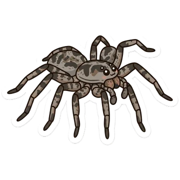 Sticker of Tarantula wolf spider