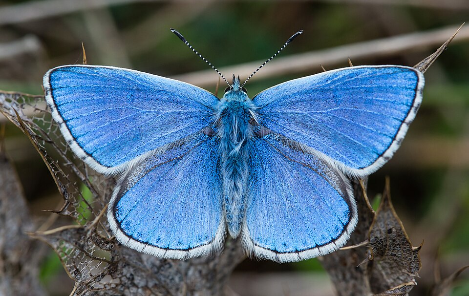 Photo of Adonis blue
