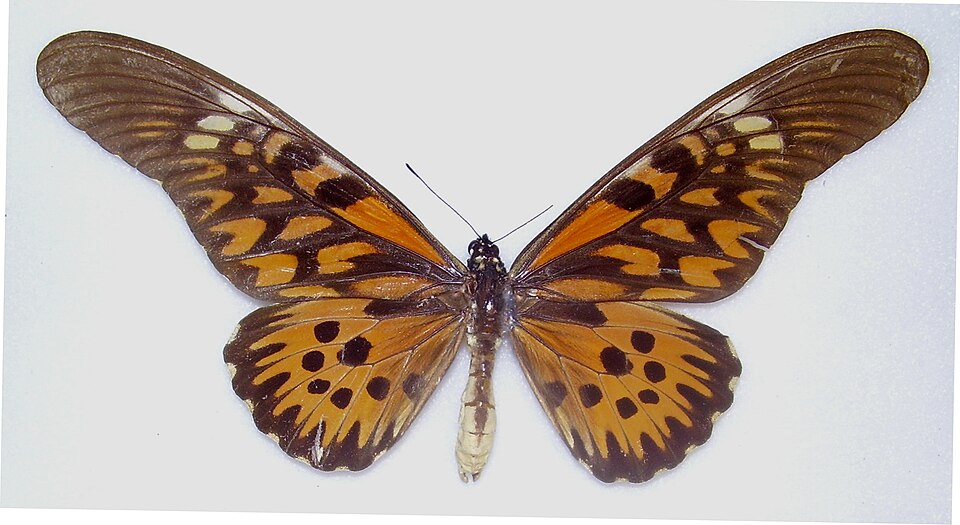 Photo of African giant swallowtail