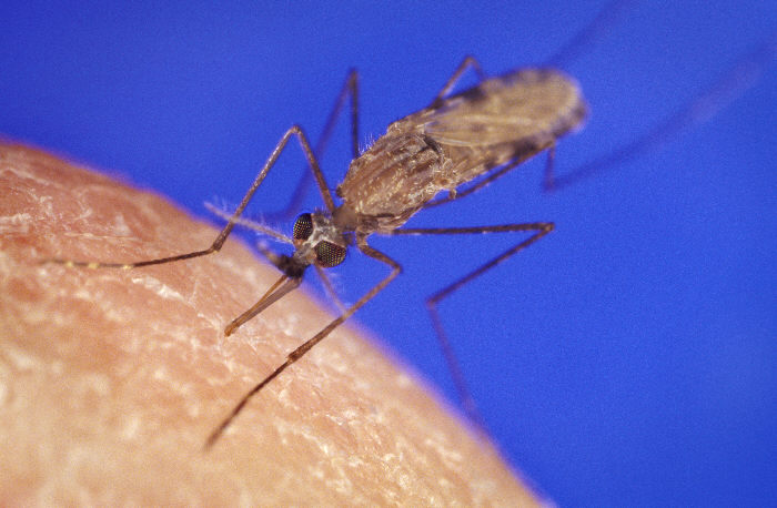 Photo of African malaria mosquito