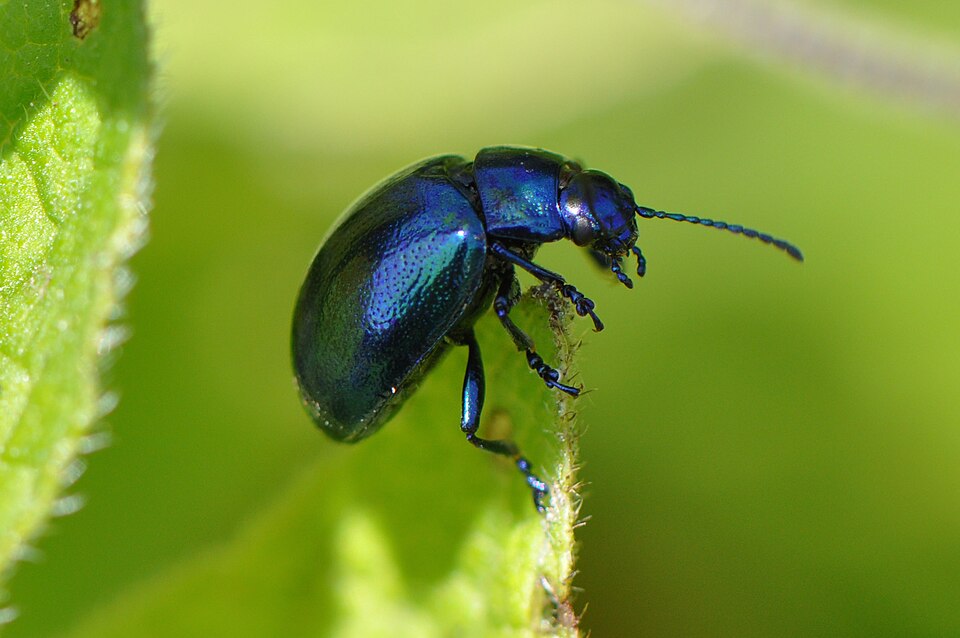 Photo of Alder leaf beetle