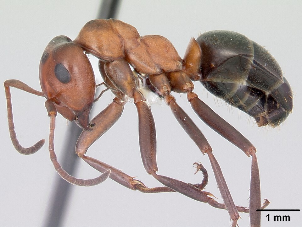 Photo of Allegheny mound ant