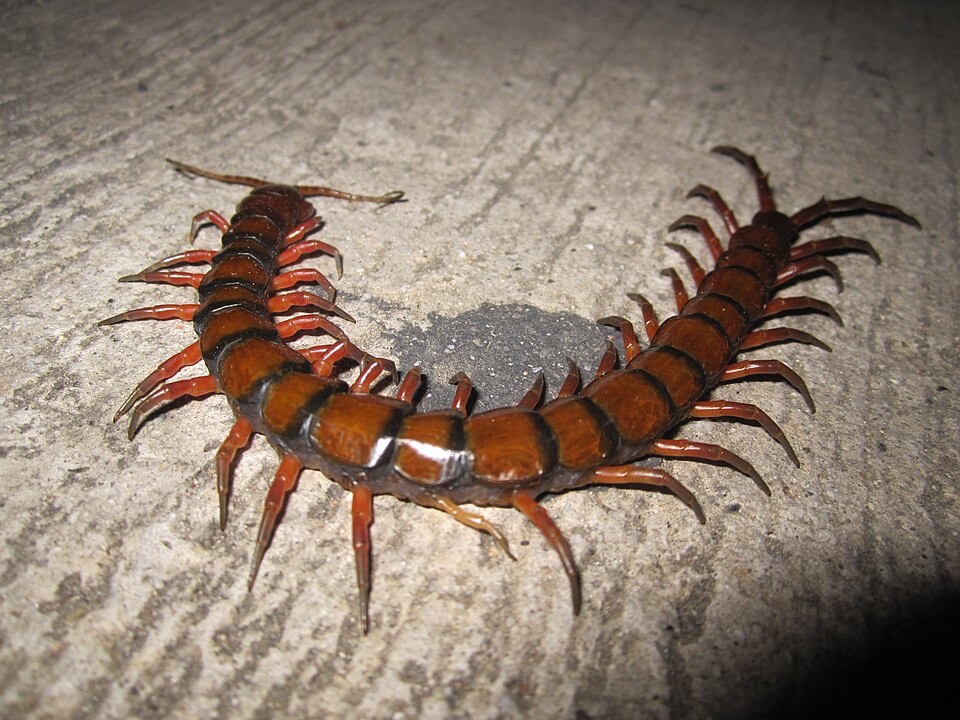 Photo of Amazonian giant centipede