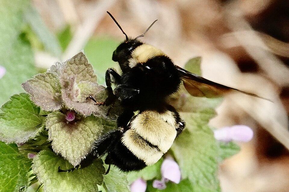 Photo of American bumblebee