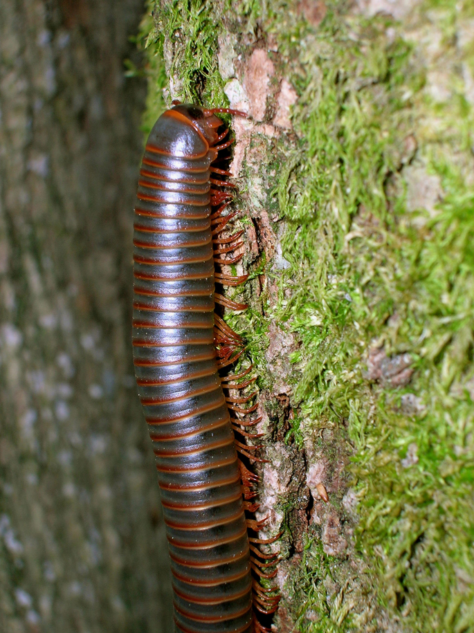 Photo of American giant millipede