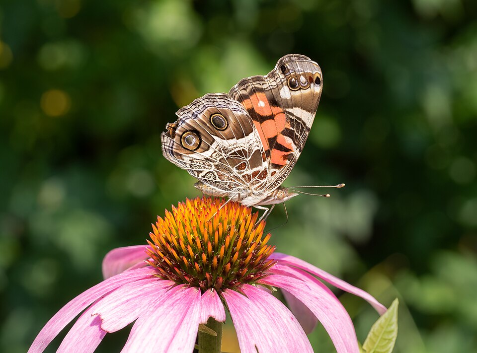 Photo of American lady