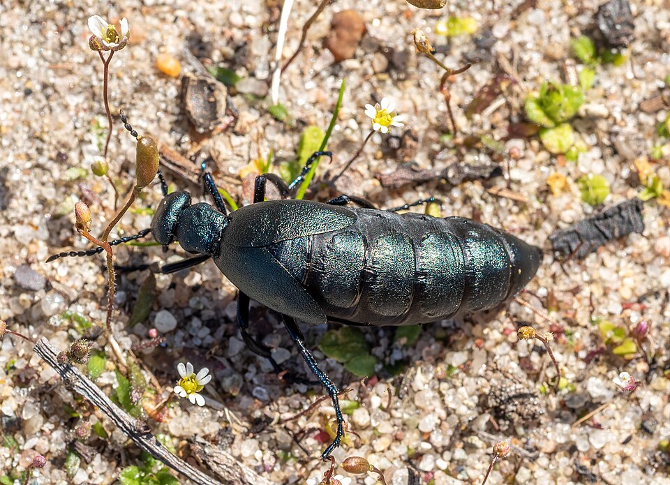 Photo of American oil beetle