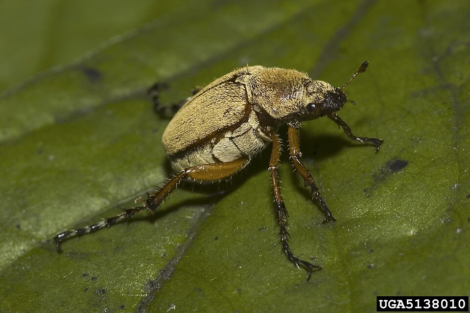 Photo of American rose chafer