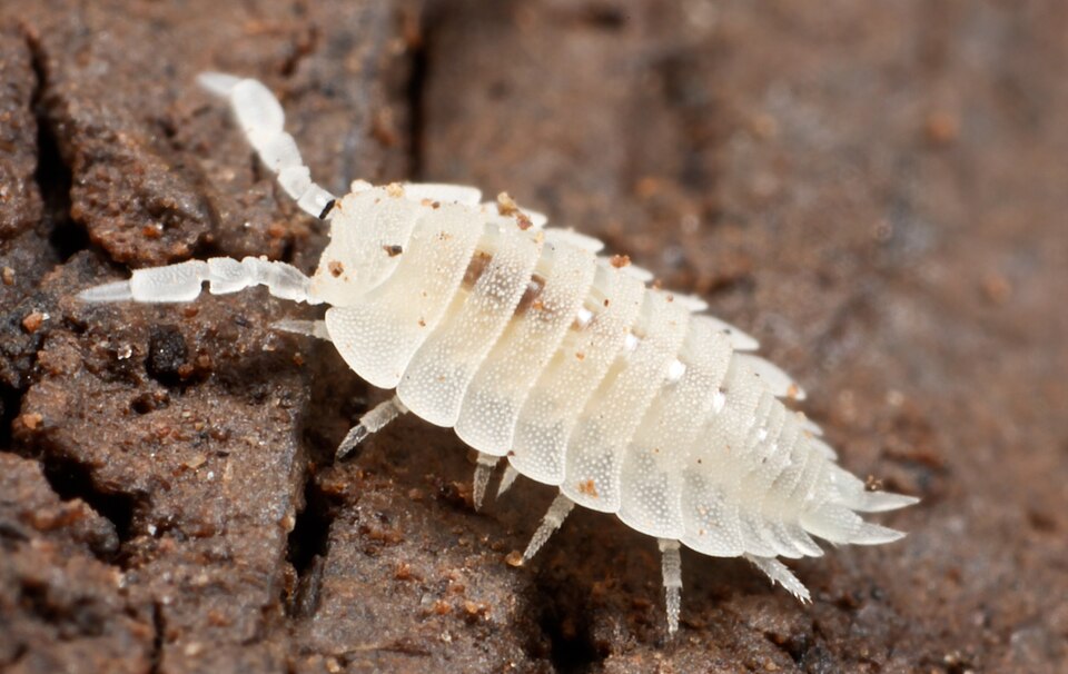 Photo of Ant woodlouse