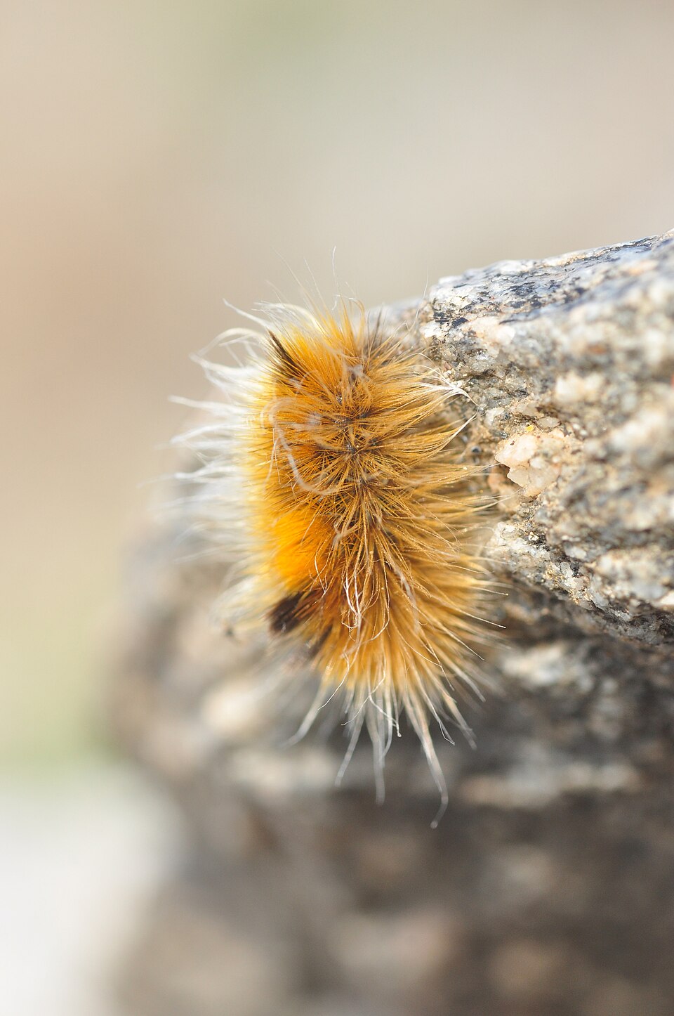 Photo of Arctic woolly bear moth