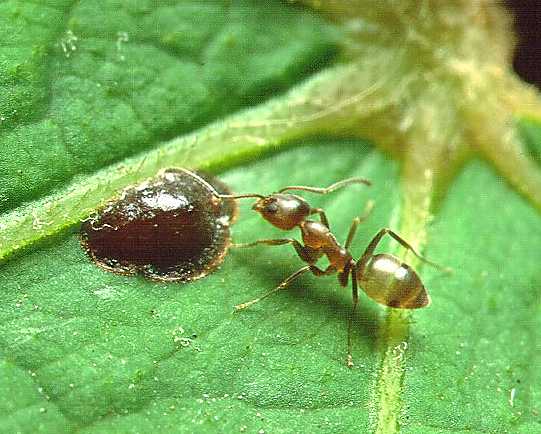 Photo of Argentine ant