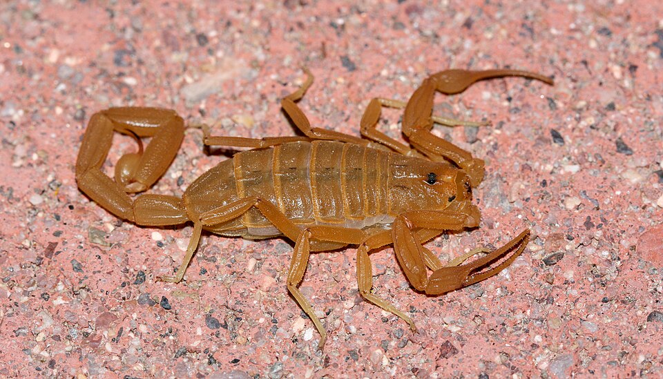 Photo of Arizona bark scorpion