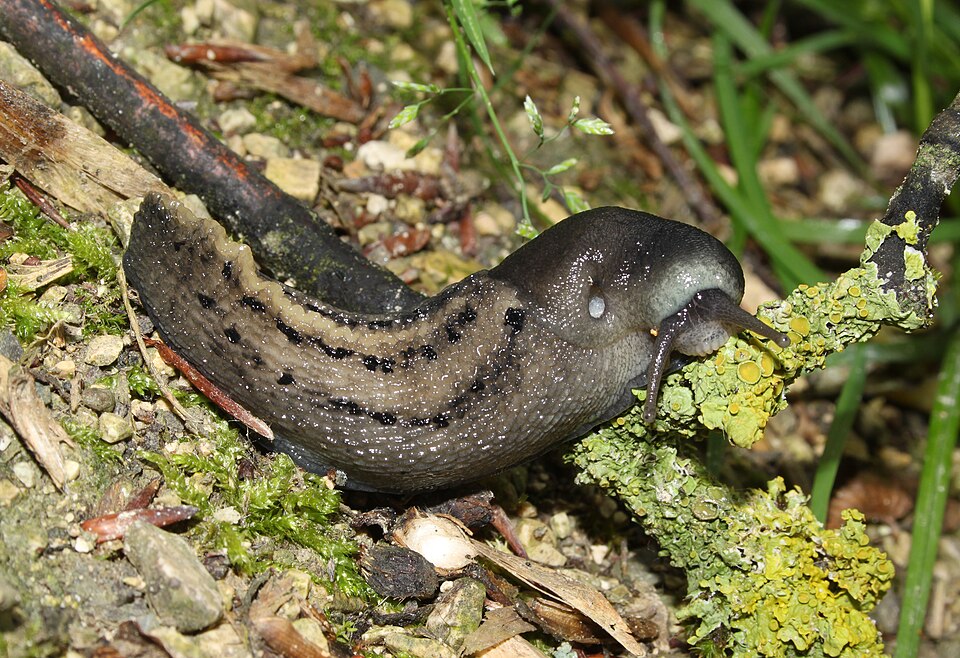 Photo of Ash-black slug
