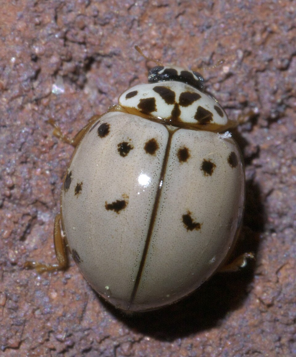 Photo of Ashy grey ladybird
