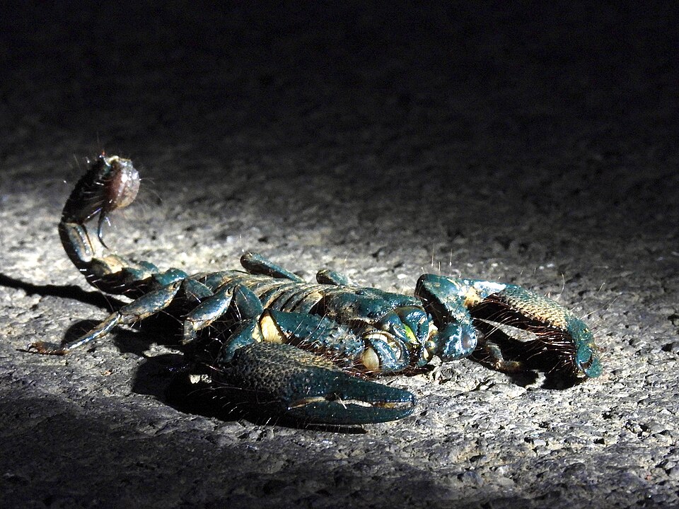Photo of Asian forest scorpion