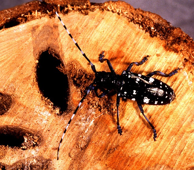 Photo of Asian longhorn beetle