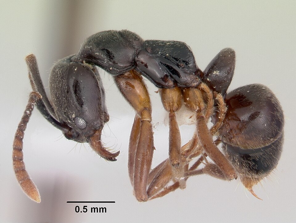 Photo of Asian needle ant