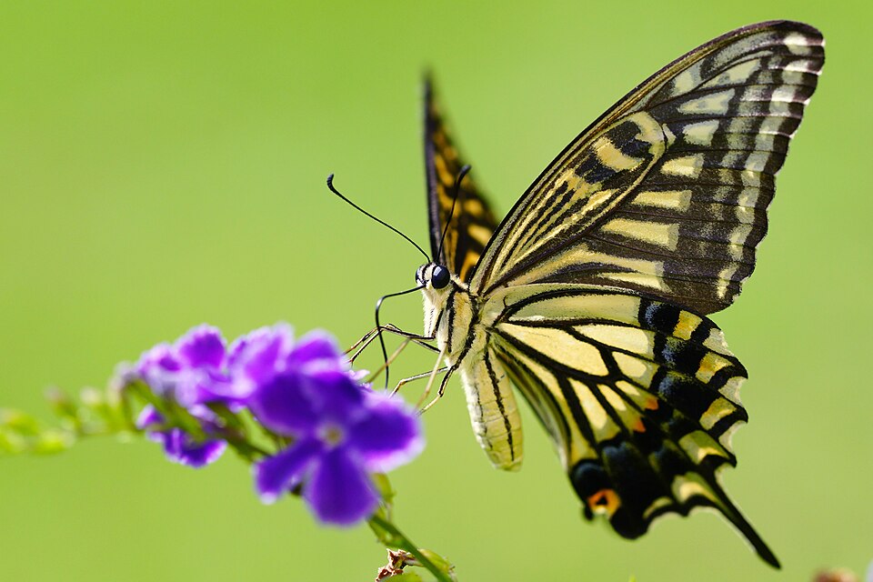 Photo of Asian swallowtail