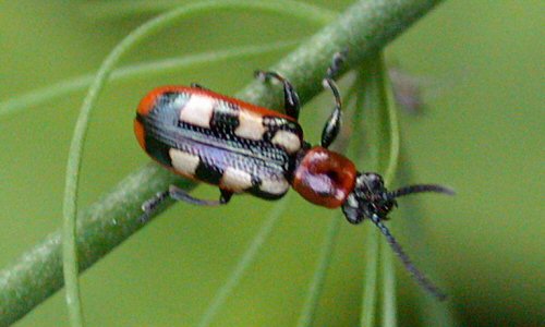 Photo of Asparagus beetle