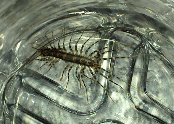 Photo of Australian house centipede