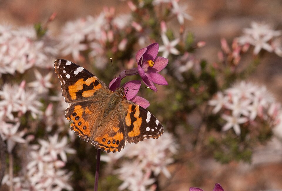 Photo of Australian painted lady