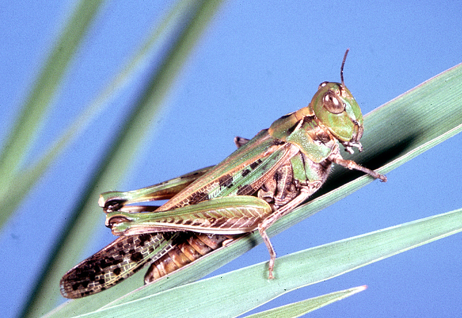 Photo of Australian plague locust