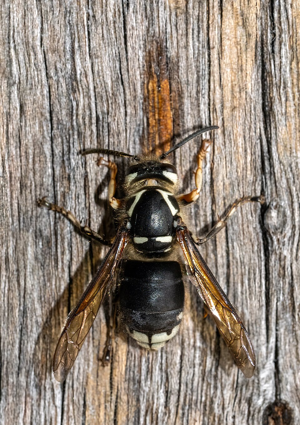 Photo of Bald-faced hornet