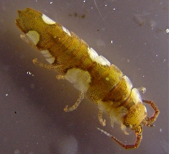 Photo of Baltic isopod