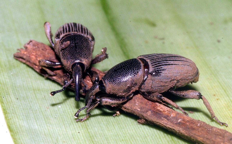 Photo of Banana weevil