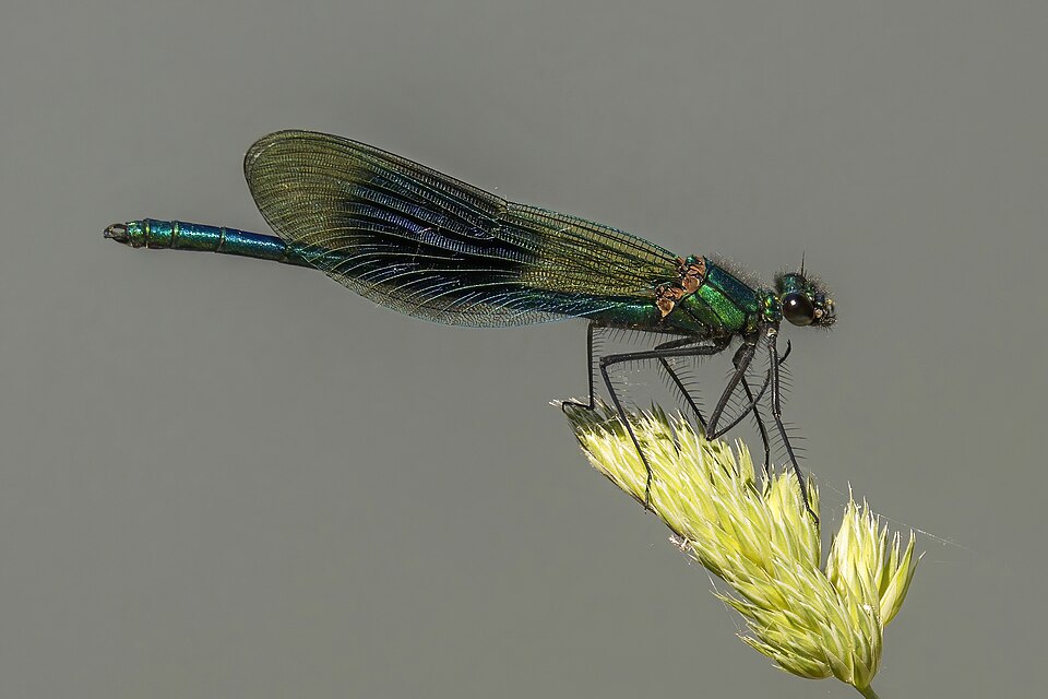 Photo of Banded demoiselle