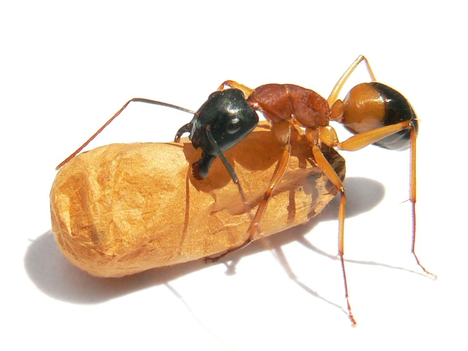 Photo of Banded sugar ant