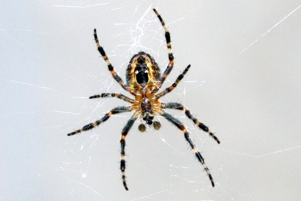 Photo of Barn spider