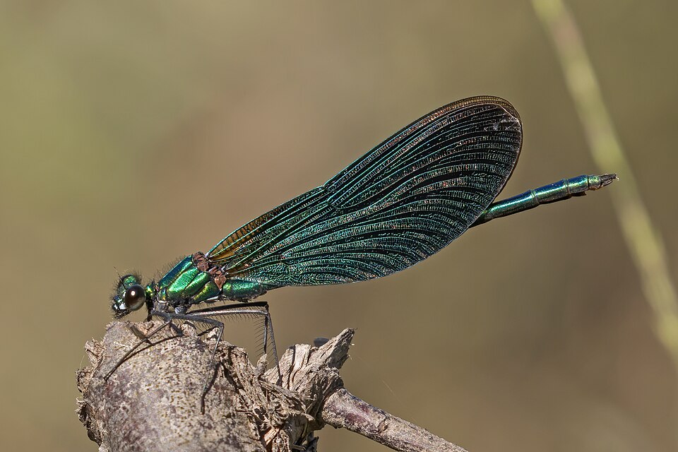 Photo of Beautiful demoiselle