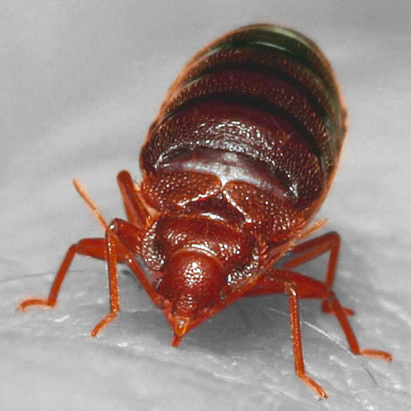 Photo of Bed bug