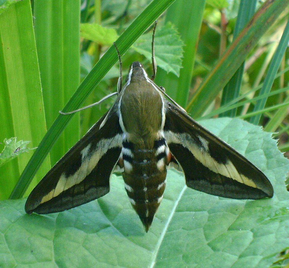 Photo of Bedstraw hawk-moth