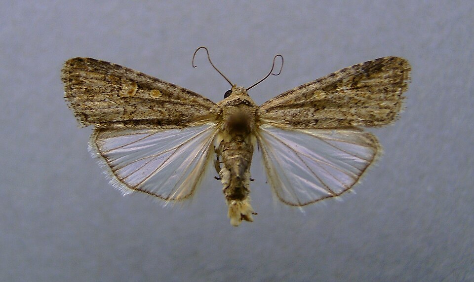 Photo of Beet armyworm