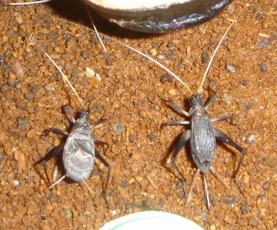 Photo of Bell cricket