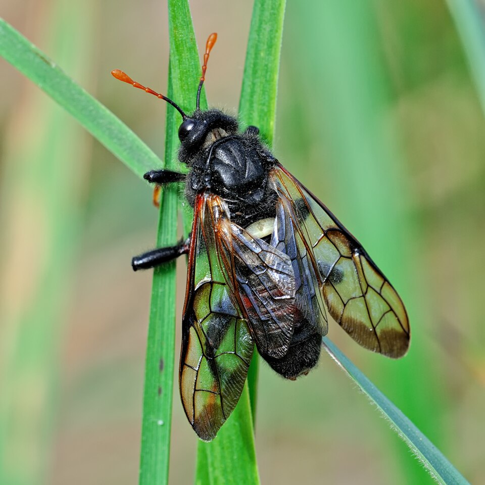 Photo of Birch sawfly