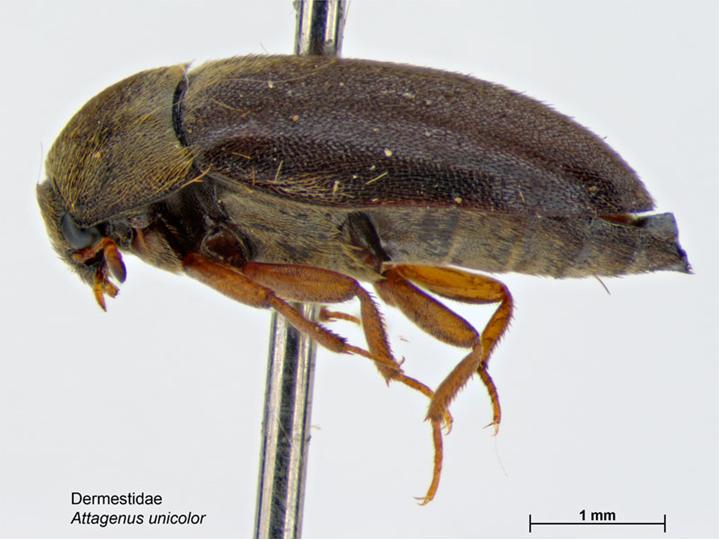 Photo of Black carpet beetle